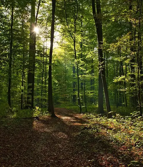 Au cœur de la nature